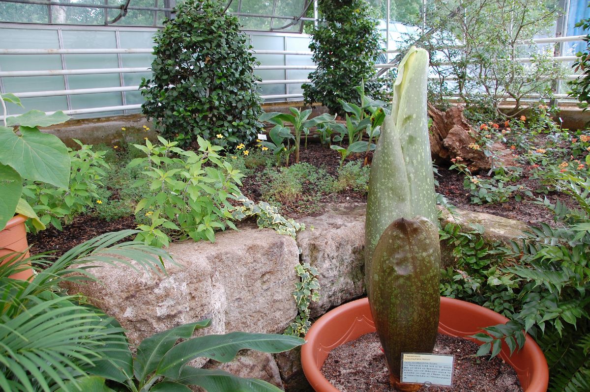 Titanwurz Botanika Bremen