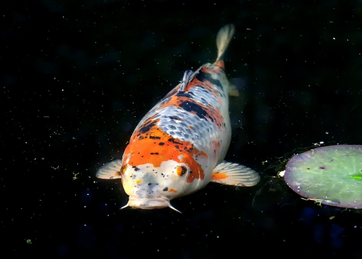 Einzelner Koi.