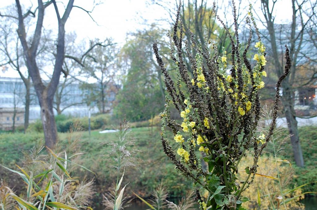 Planten un Blomen