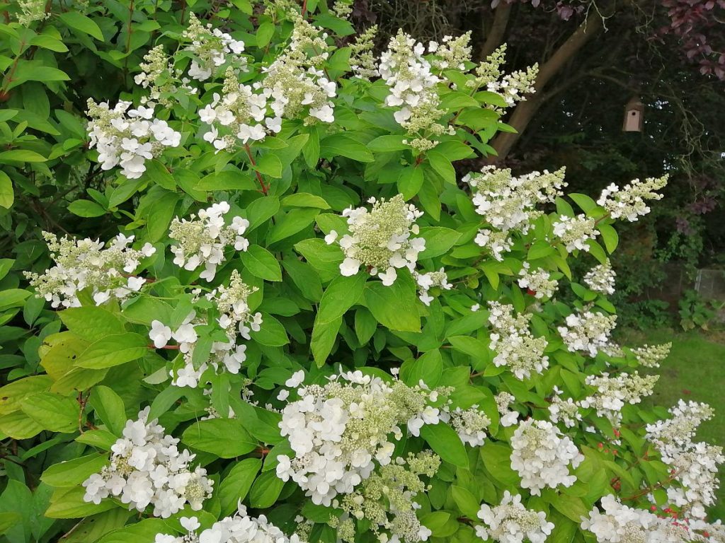 Hortensie Strauch.