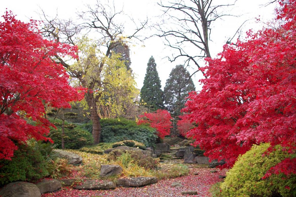 Planten un Bomen Japanischer Garten im November.