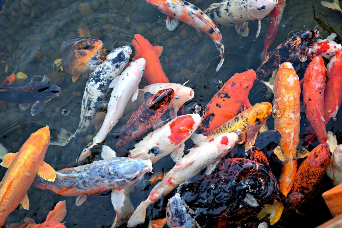 Koi verschiedene Farben.