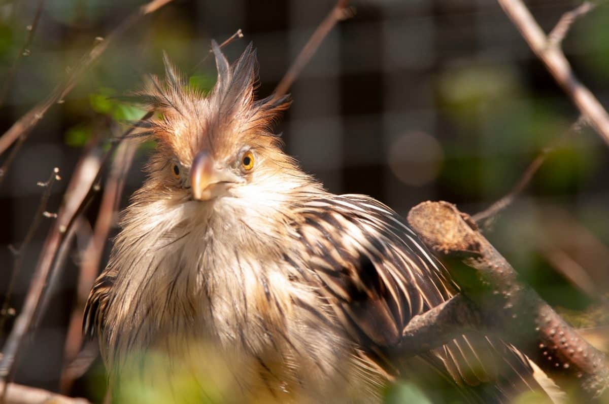 Baby Kuckuck