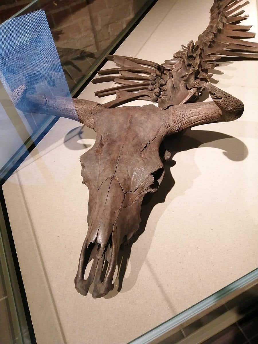 Auerochse im Museum