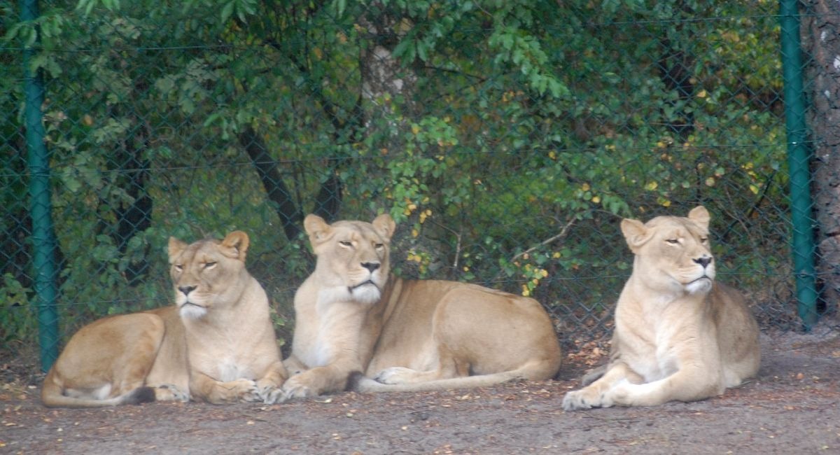 Serengeti Löwen