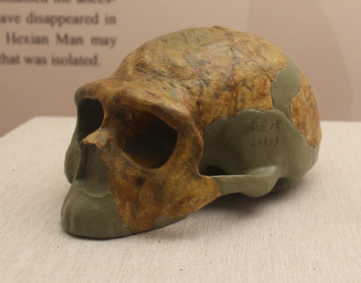 Nanjing Man Homo erectus