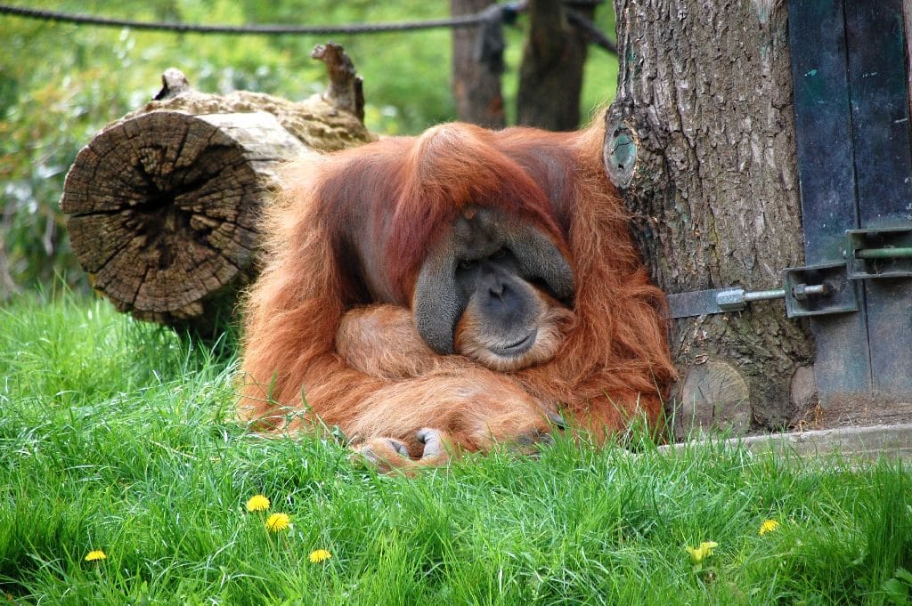 Orang Utan im Zoo Leipzig.