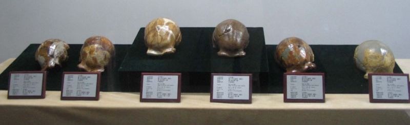 Homo erectus