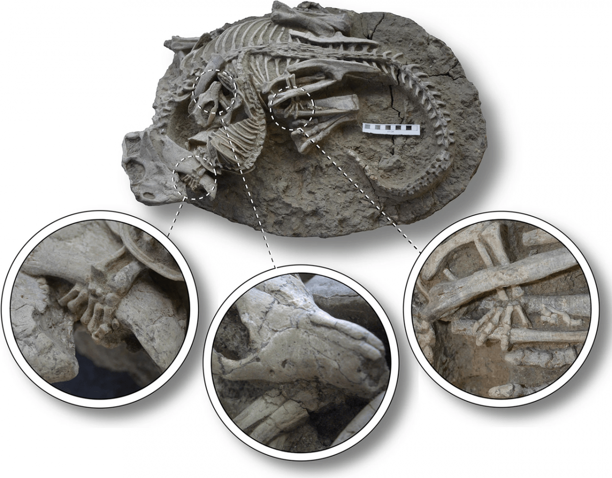 Gang Han, Jordan C. Mallon, Aaron J. Lussier, Xiao-Chun Wu, Richard Mitchell and Ling-Ji Li: An extraordinary fossil captures the struggle for existence during the Mesozoic. Scientific Reports 13. 2023, pp. 11221 (fig. 1),