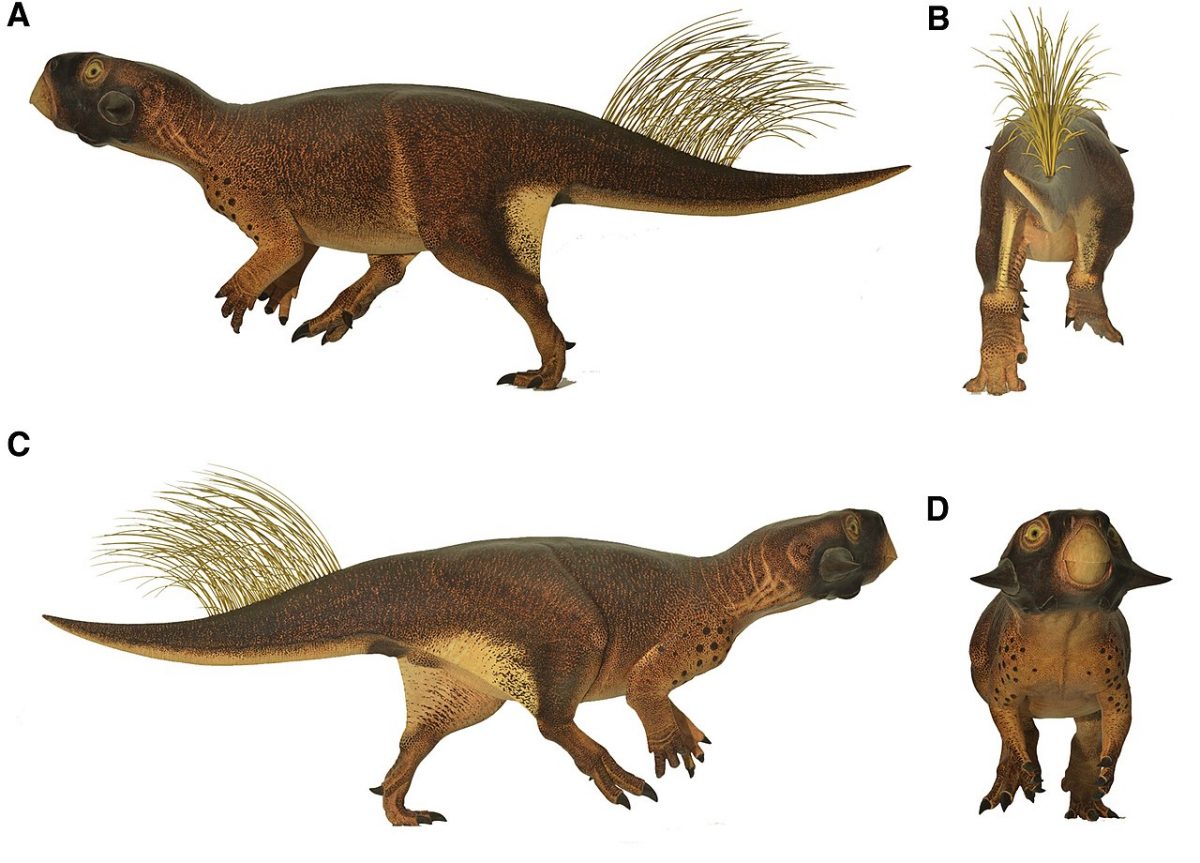 3D Camouflage in an Ornithischian Dinosaur, Current Biology (2016), https://dx.doi.org/10.1016/j.cub.2016.06.065