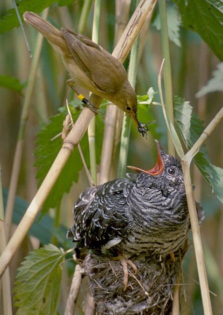 Kuckuckbaby wird gefütter.Bevorzugte Wirte des Kuckucks sind Rohrsänger, Grasmücken, Pieper, Bachstelzen, Braunellen, Neuntöter, Zaunkönig und Rotschwänze.Bevorzugte Wirte des Kuckucks sind Rohrsänger, Grasmücken, Pieper, Bachstelzen, Braunellen, Neuntöter, Zaunkönig und Rotschwänze.