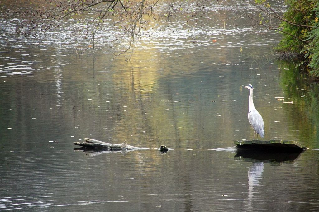 Reiher