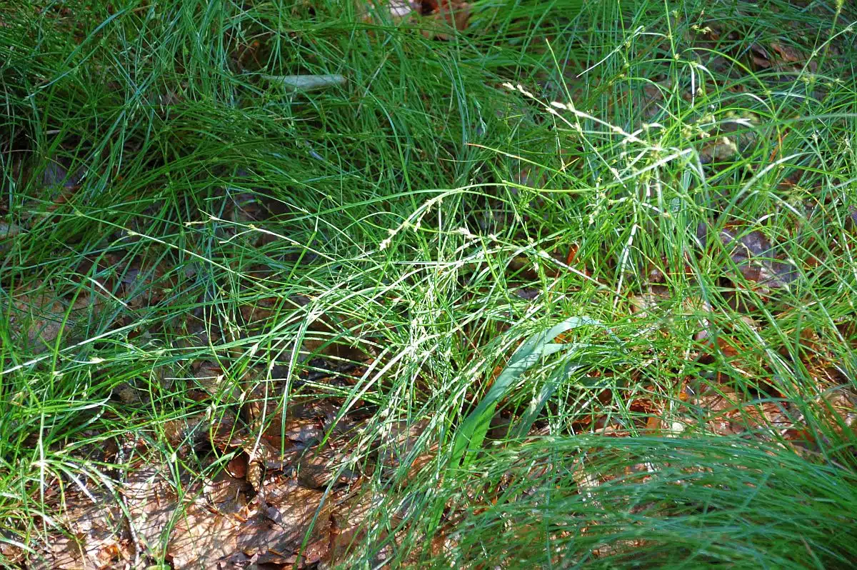 Gras, von Tau benetzt
