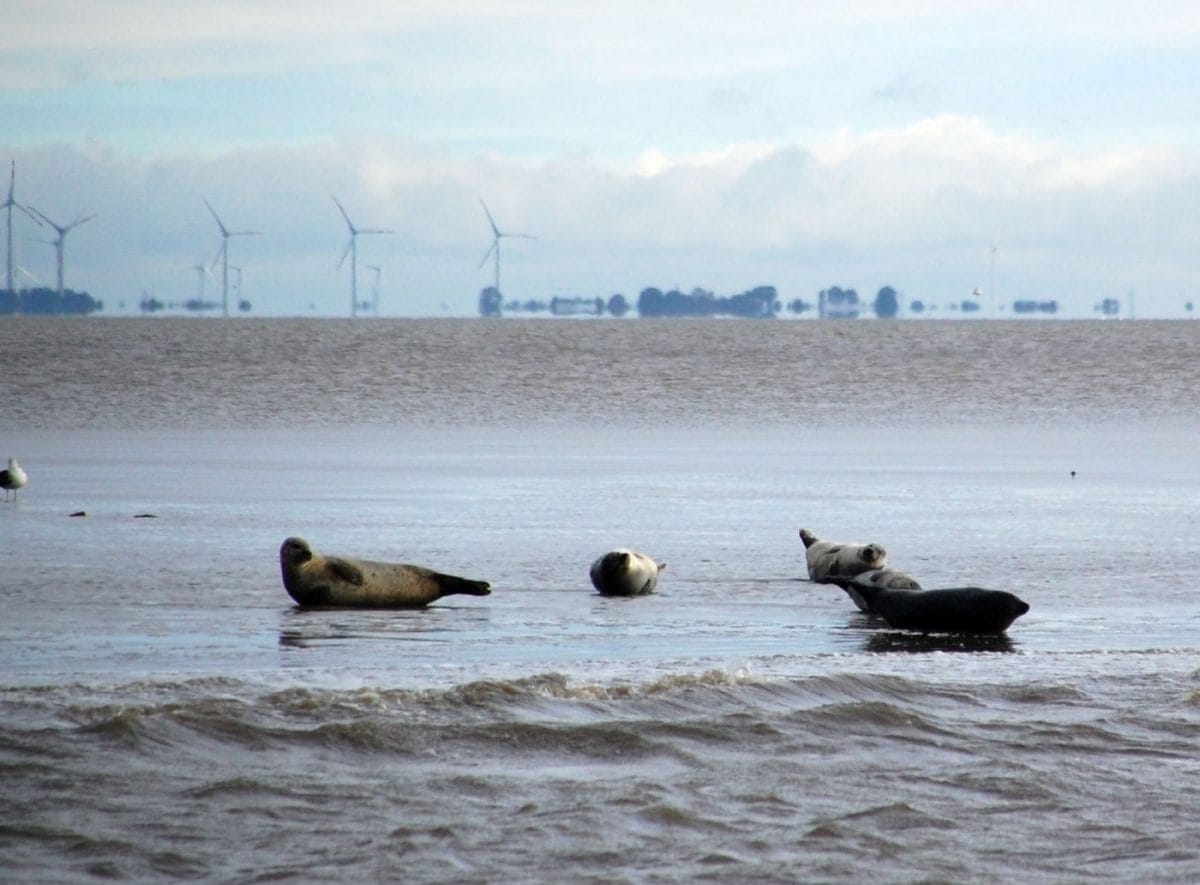 Seehunde Cuxhaven.