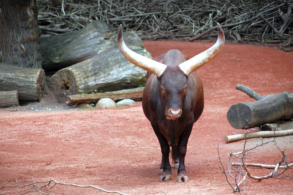 Watussi Zoo Gelsenkirchen