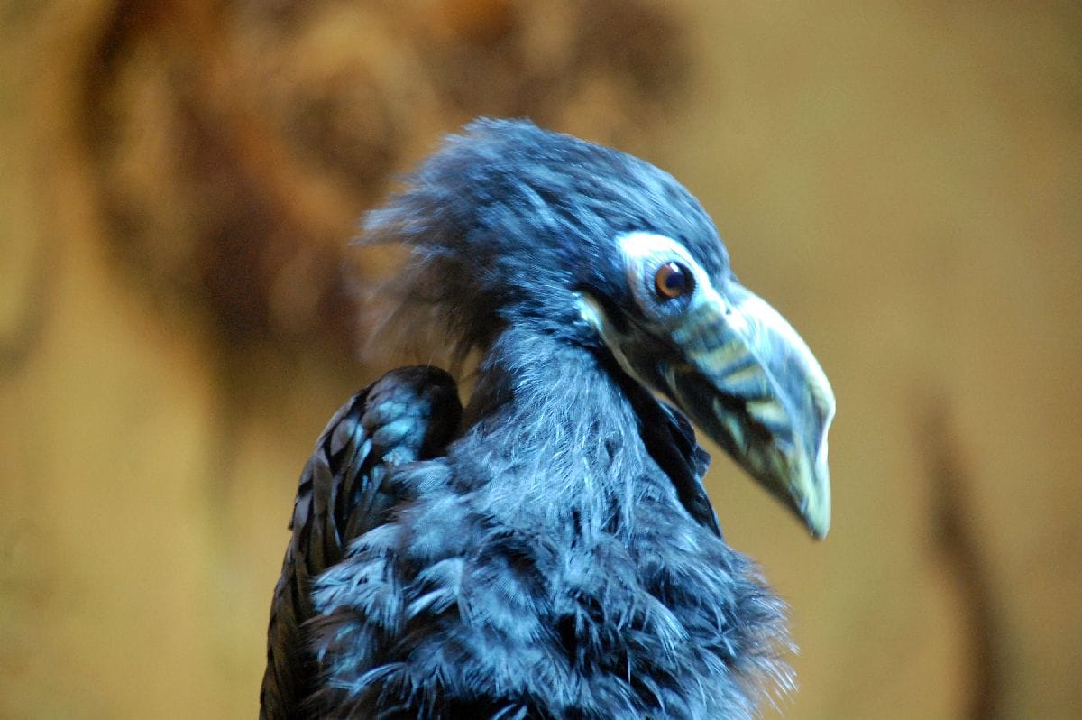 Zoo Dresden blauer Vogel
