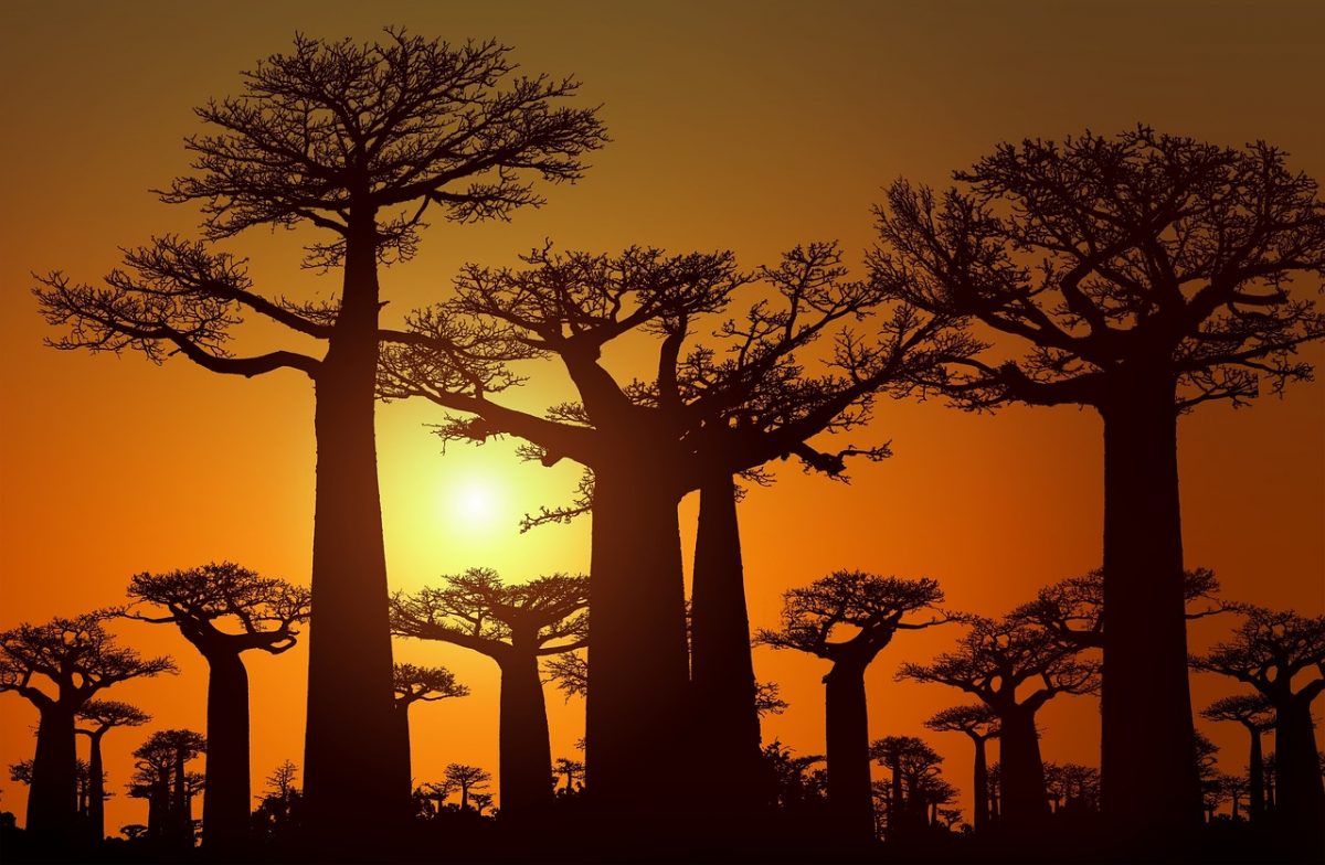 Madagaskar Image by <a href="https://pixabay.com/users/artapixel-8829724/?utm_source=link-attribution&utm_medium=referral&utm_campaign=image&utm_content=3875295">Artapixel</a> from <a href="https://pixabay.com//?utm_source=link-attribution&utm_medium=referral&utm_campaign=image&utm_content=3875295">Pixabay</a>