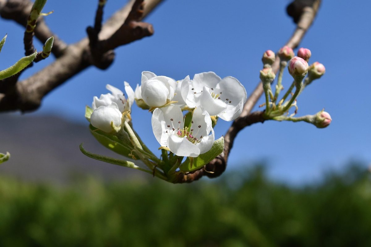Nashi Blüte