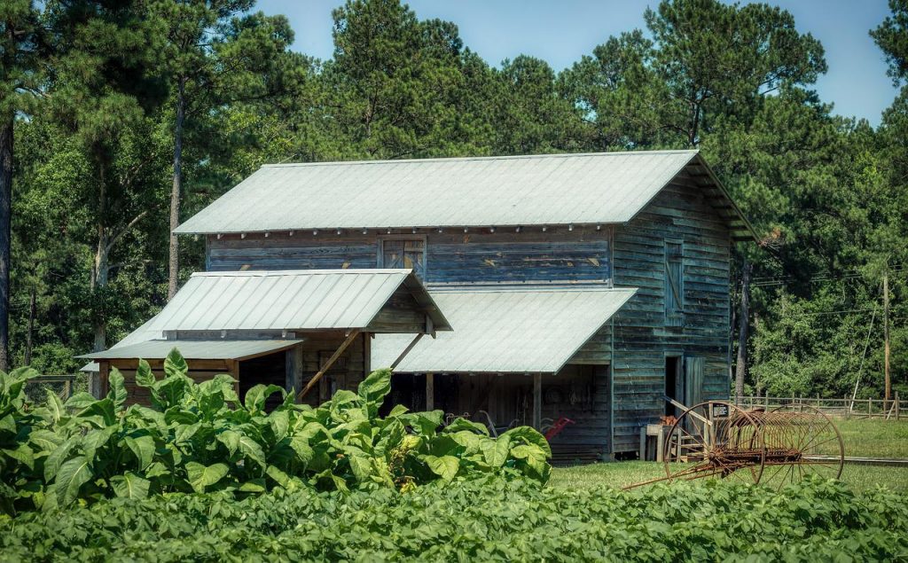 Tabak Plantage in Virginia USA