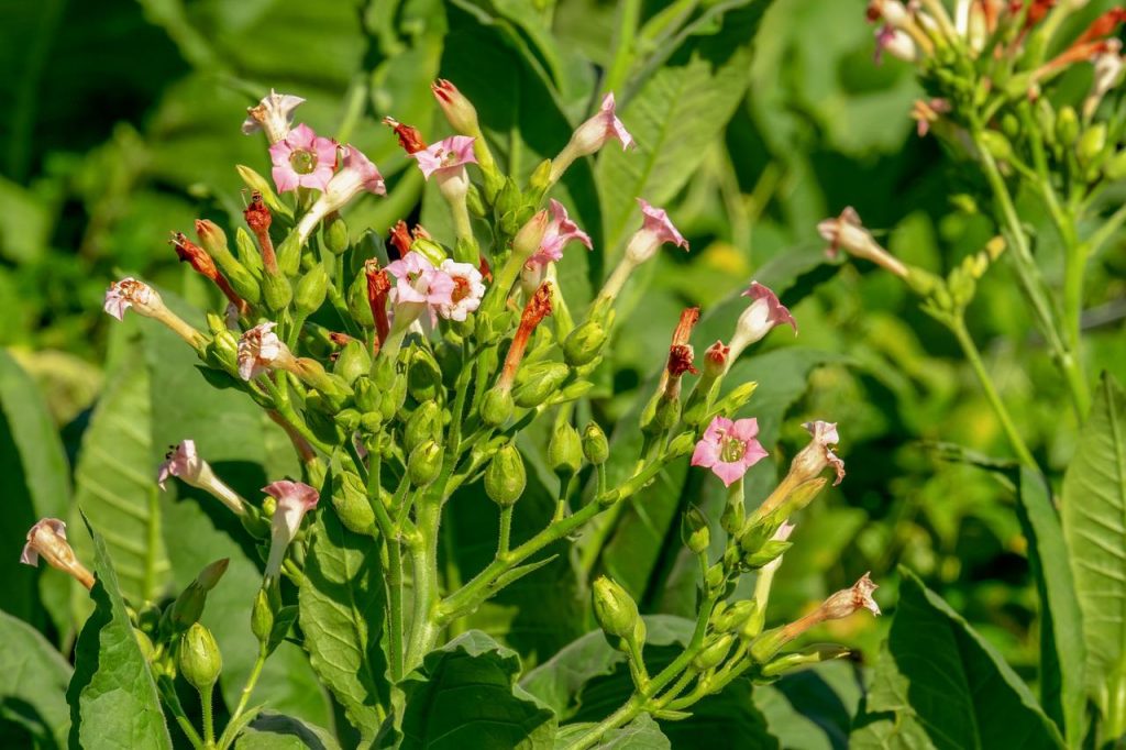 Tabak-Pflanze und Blüte
