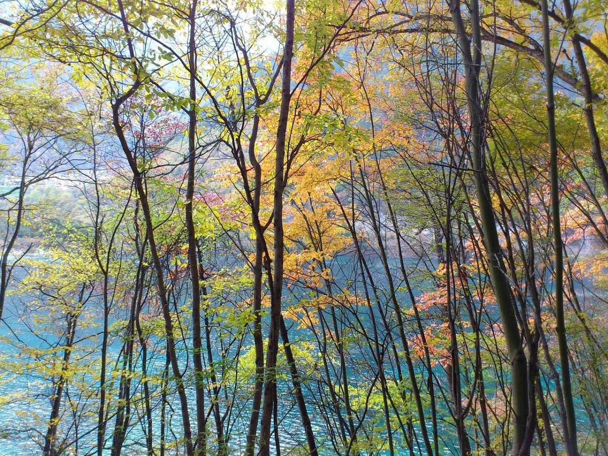 Bild von <a href="https://pixabay.com/de/users/wangliligm-4060251/?utm_source=link-attribution&utm_medium=referral&utm_campaign=image&utm_content=2676328">Lili Wang</a> auf <a href="https://pixabay.com/de//?utm_source=link-attribution&utm_medium=referral&utm_campaign=image&utm_content=2676328">Pixabay</a>